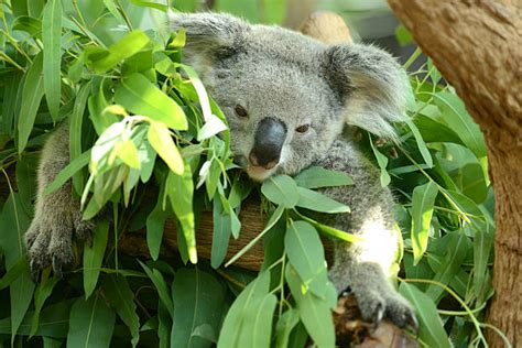 Koala Bear Eucalyptus Stock Photos, Pictures & Royalty-Free Images - iStock