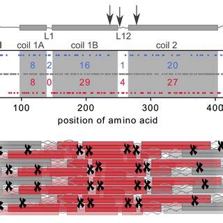 Charged Amino Acids In Vimentin A Top Schematic Representation Of