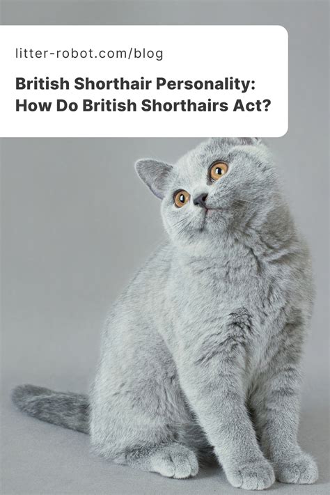 British Shorthair Personality: How Do British Shorthairs Act? | Litter ...