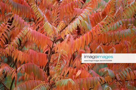 Essigbaum Kolbensumach Kolben Sumach Rhus Hirta Rhus Typhina