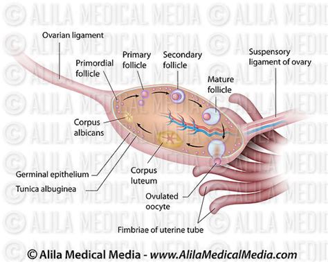 Alila Medical Media Anatomy Of Human Ovary Labeled Medical