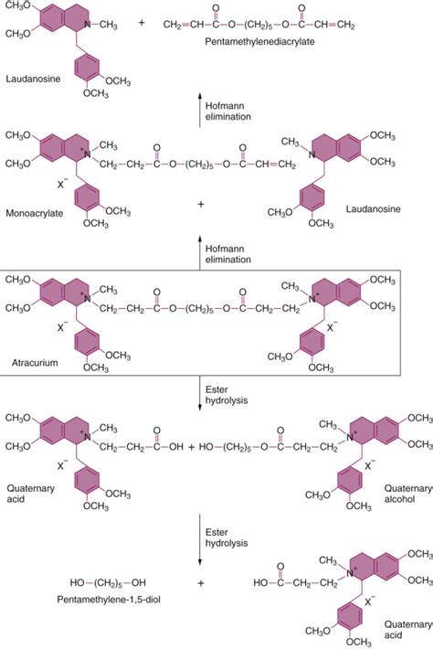 Neuromuscular Blockers and Reversal Drugs | Anesthesia Key