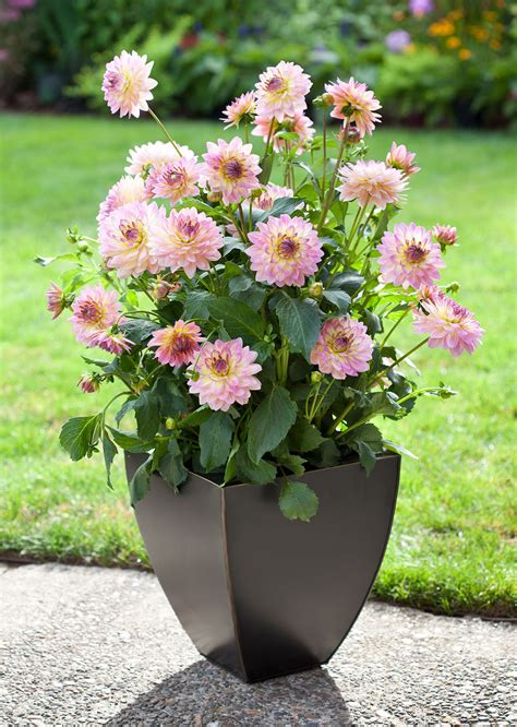 15 Best Fall Flowers For Pots To Enjoy Some Late Season Color