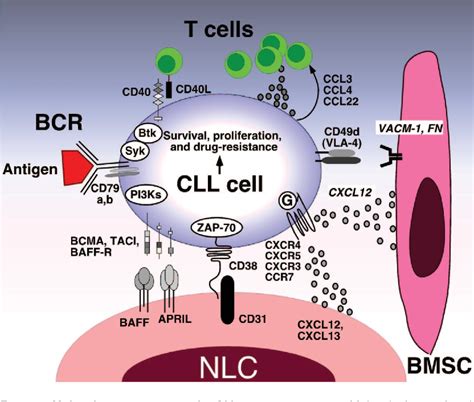 Figure 1 From Nurture Versus Nature The Microenvironment In Chronic Lymphocytic Leukemia