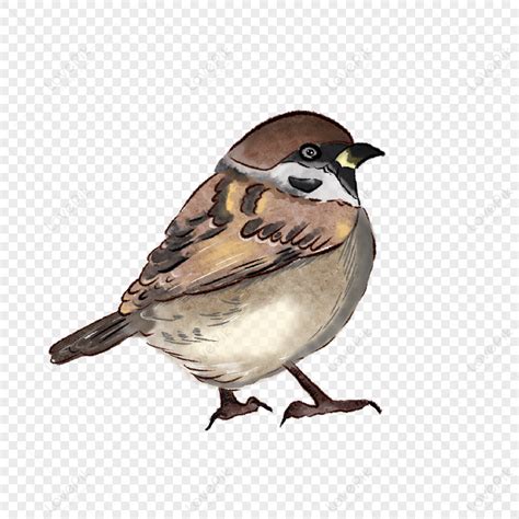 Small Bird Sparrow Clip Artbrown Spotspasserinebirds Png Image And
