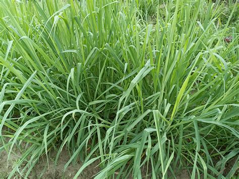 Buy N G M Agrocare Nandi Setaria Sphacelata Perennial Multicut Fodder Grass 50 Nos Live Root