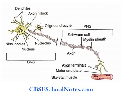 Nervous Tissue Types And Structure Notes Cbse School Notes