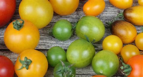 How To Ripen Tomatoes After Picking