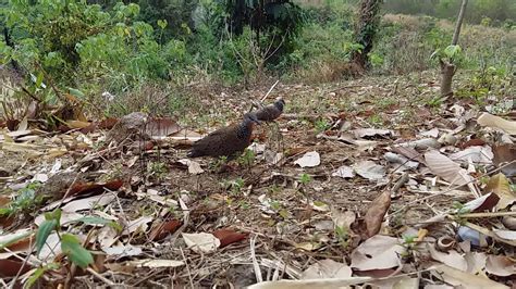 Cu gay trung thành clip YouTube