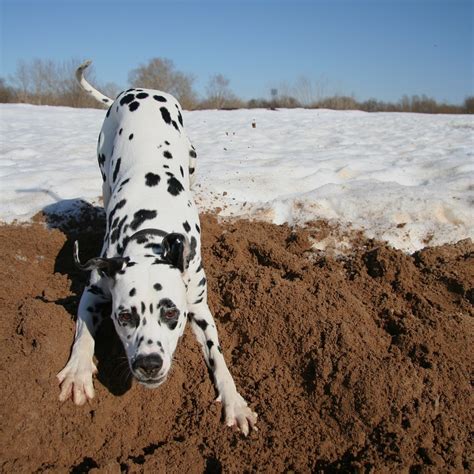 Dalmatian Lika Далматинцы Собаки Далматин