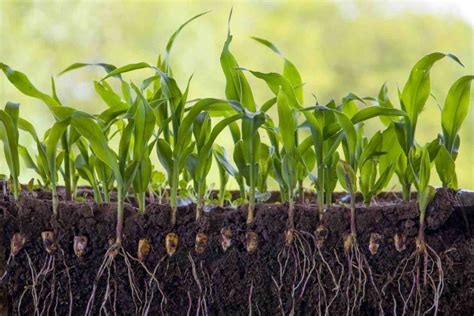 Quer saber como ter um planeta mais limpo Pergunte às raízes das plantas