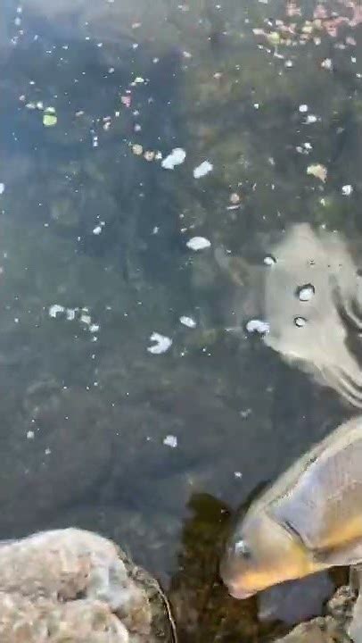 Big Sonoran Sucker Release In Arizona Fly Fishing Youtube