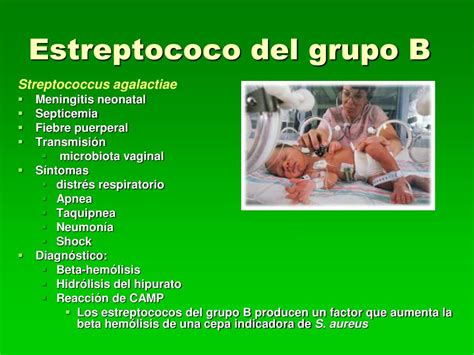 Ppt Streptococcus Spp Powerpoint Presentation Free Download Id 889244