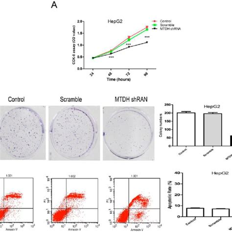 Mtdh Silencing Effects On Growth And Apoptosis Related Protein