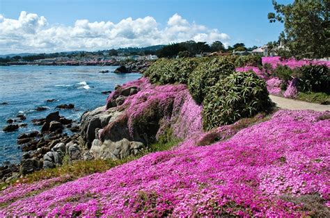 Bright Pink California Coast