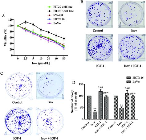 Isovitexin Attenuates Tumor Growth In Human Colon Cancer Cells Through