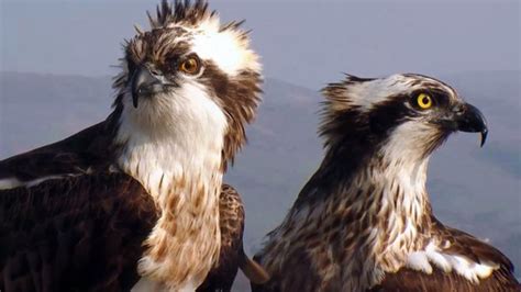 Osprey Egg Hatches On Cors Dyfi Reserve In Powys BBC News