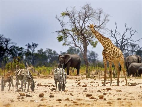 Zimbabwe Safaris 2025/2026 | Africa Sky