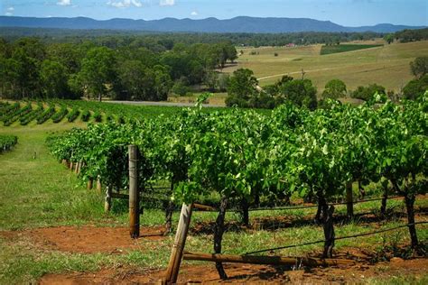 Hunter Valley Wineries Small-Group Tour Sydney | Compare Price 2024