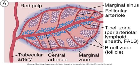 Anatomy of the Immune System - Penn Med Ed