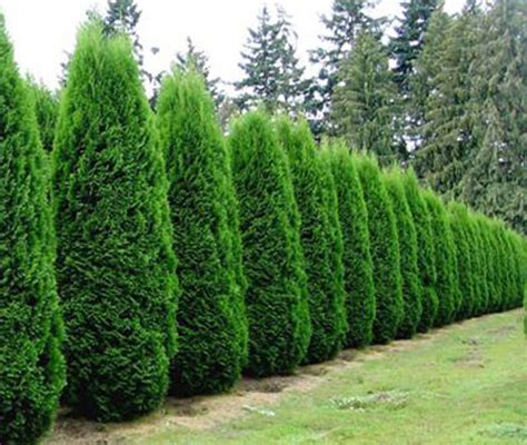 Emerald Green Arborvitae Watters Garden Center