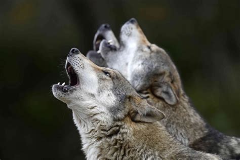 Retour Des Loups En France Quelles Sont Les Raisons