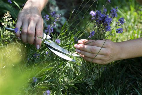 Verzorging Lavendel En Snoeien Wanneer En Hoe Moet Dat Gebeuren MAX