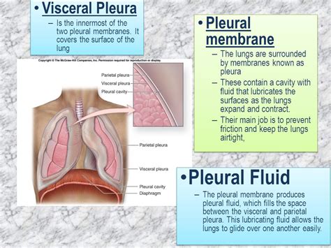 Function Of Pleural Cavities And Pleural Membranes Video, 41% OFF