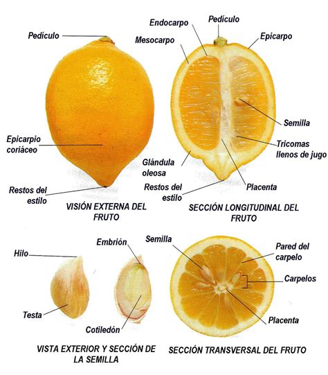 Pin de rioMoros en GLOSARIO BOTÁNICO Botanica biologia Agronomia