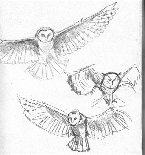 Barn Owl In Flight Tattoo Sketch Photo 5 2017 Real Photo Pictures