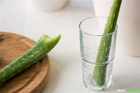 Aloe Vera Richtig Pflegen Damit Du Immer Frisches Gel Hast Aloe Vera