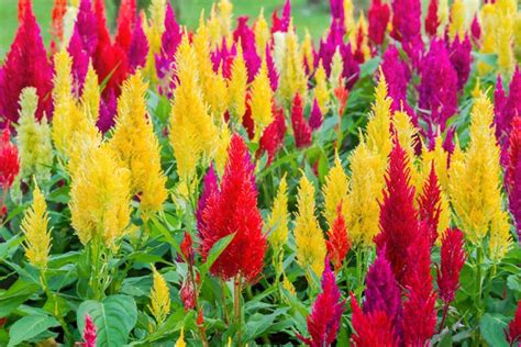 Celosia Garden