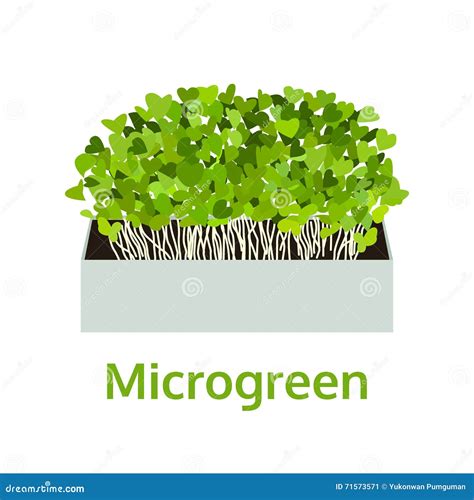 Microgreen Healthy Vegetable Food Vector Illustration Stock Vector