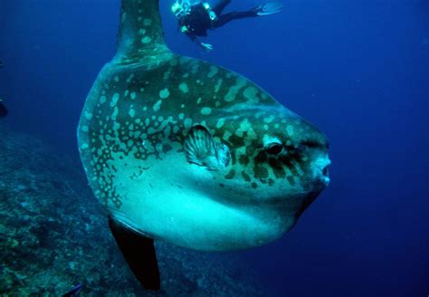 Capture Of 2 Ton Giant Sunfish Provides Rare Sighting Before Being