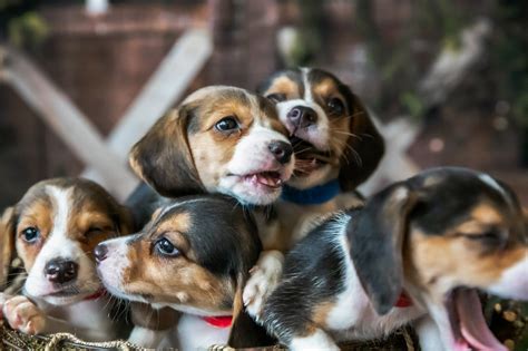 What Is Beagle Rescue Golden Bailey Dogs