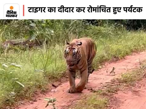 Tourists Were Thrilled To See The Style Of Mahaman Tiger Video Of