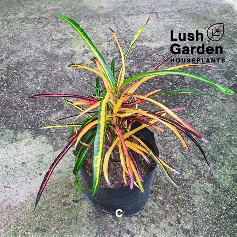 Codiaeum Variegatum Pokok Pudding 变叶木 Outdoor Live Plant Pokok Hiasan