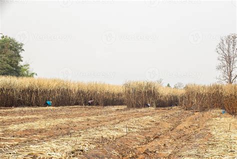 Sugarcane farmers are harvesting sugarcane in the harvest season ...