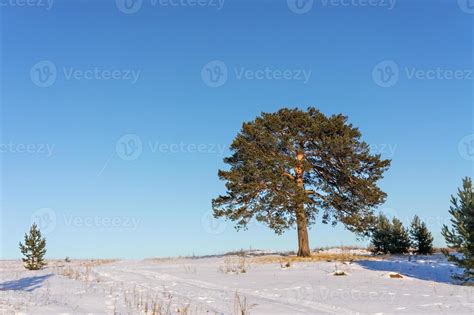 Winter landscape with an old beautiful pine tree standing on a snowy ...