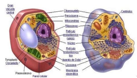 Plantae El Nombre Del Reino Vegetal Id Plantae