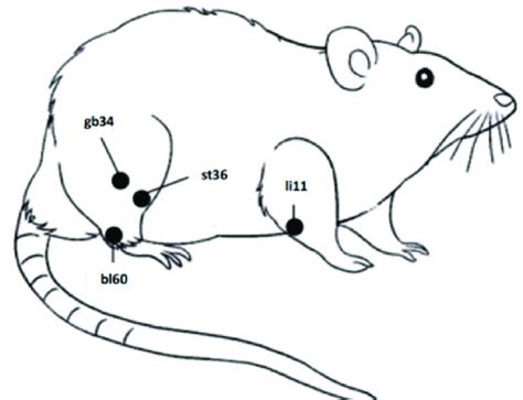 Anatomical location of acupoints bl60, li11, st36, and gb34 in Mus... | Download Scientific Diagram