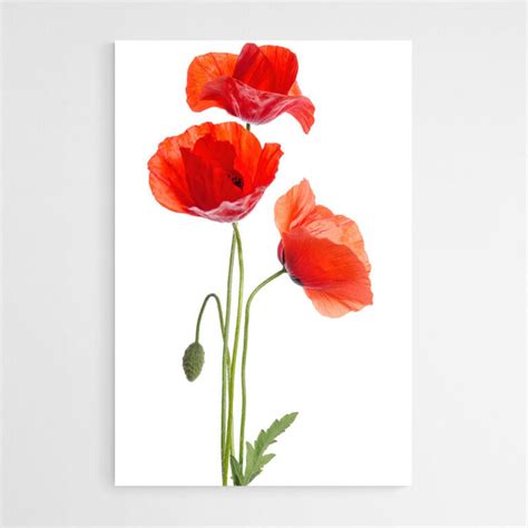 Tableau Coquelicot Rouge 15 Avec Le Code TDM15