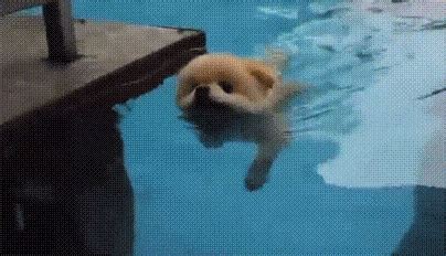 Puppies GIF - Find & Share on GIPHY