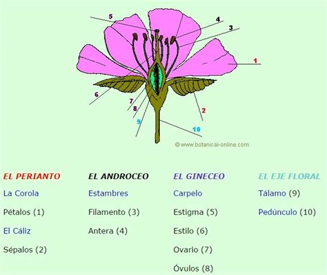 Espacios Verdes Morfolog A De Las Plantas Ii