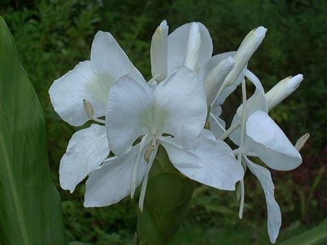 Plantfiles Pictures Hedychium Species Butterfly Ginger Butterfly