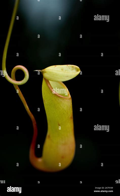 Pitcher Plant Nepenthes Stock Photo Alamy