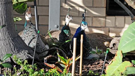 Peacocks In North Lakes Poll Result The Courier Mail