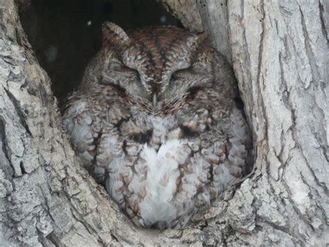 eBird Québec Checklist 2 Feb 2020 Parc Bernard Landry 1 species