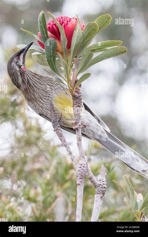 Red Wattle Bird Feeding On The Nectar Of A Waratah Flower Stock Photo