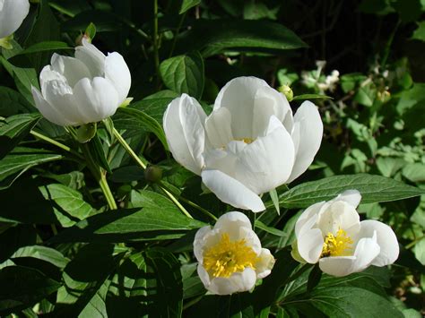 X Wallpaper Japanese Peonies White Flower Petal Peakpx